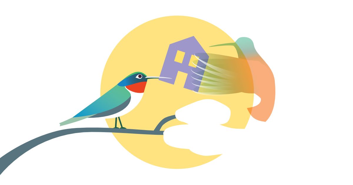 Un colibrì riposa su un ramo e offre una casa a un altro colibrì che si sta posando sull'albero
